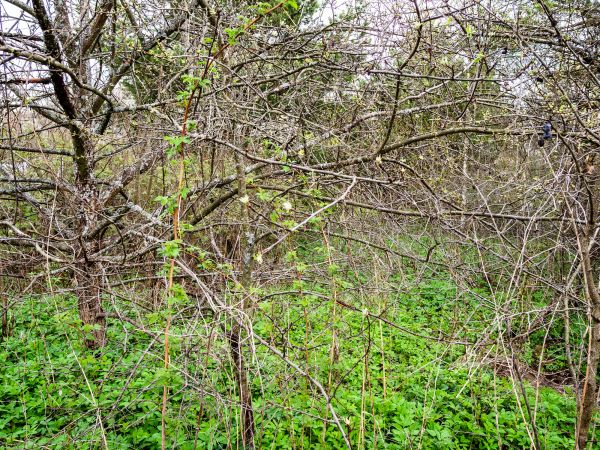 Underbrush Clearing in Tracy