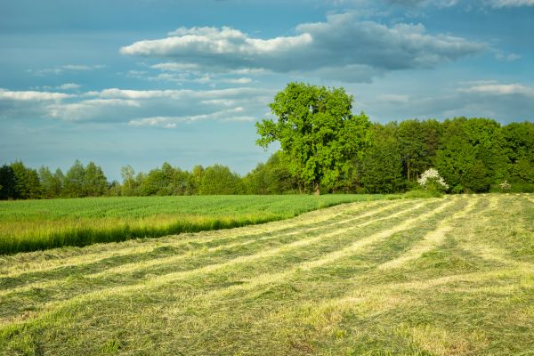 Cost of Vegetation Removal in Tracy