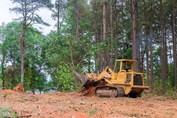 Forest Thinning in Tracy