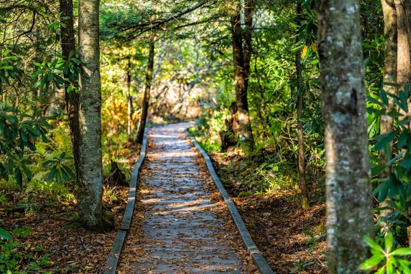 Cost of Trail Clearing in Tracy
