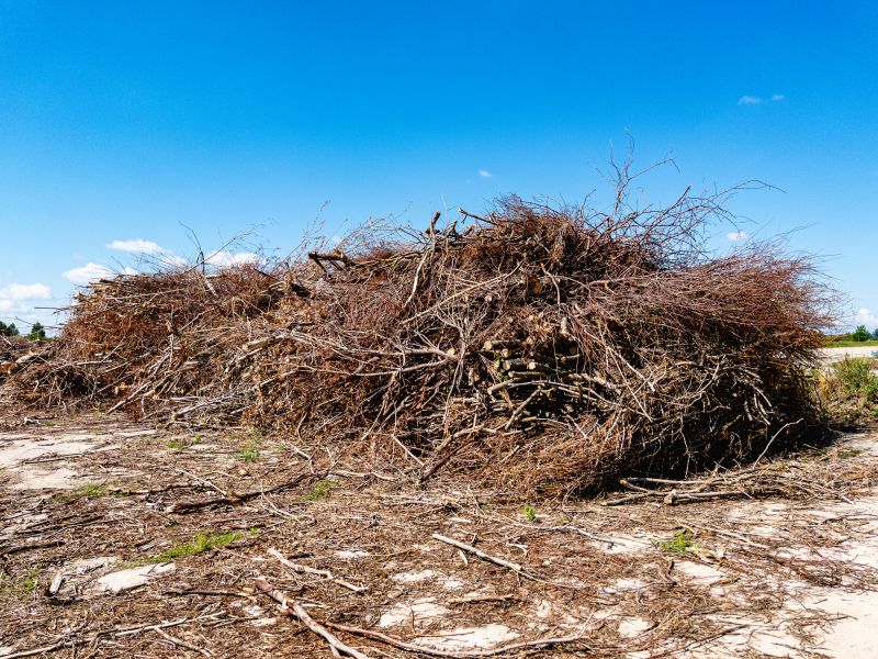 Tree and Brush Removal