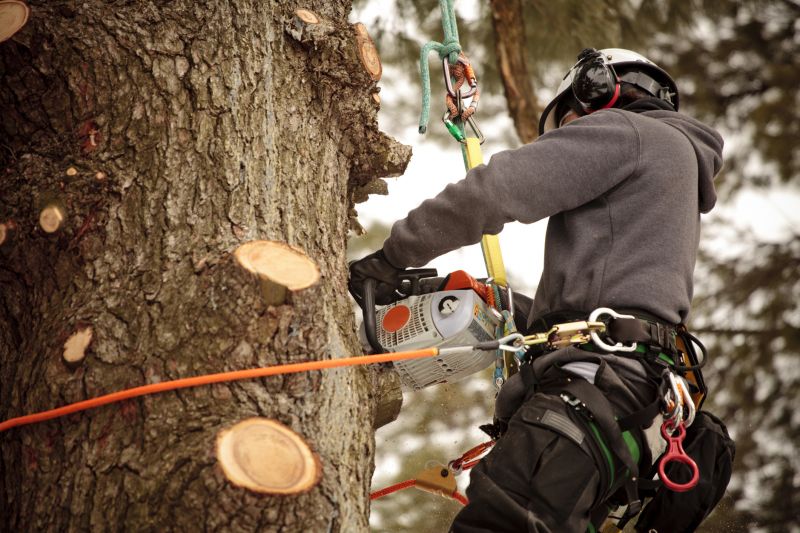 Removing Hazardous Trees